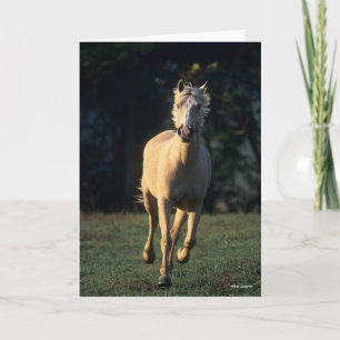 Bob Langrish   Palomino Horse Running Backlit Card