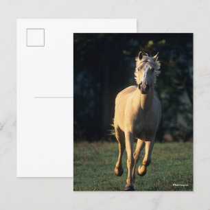 Bob Langrish Palomino Horse Running Backlit Postcard