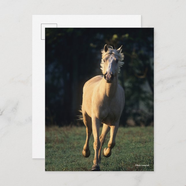Bob Langrish | Palomino Horse Running Backlit Postcard (Front/Back)