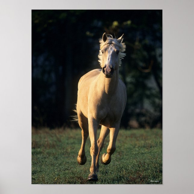 Bob Langrish | Palomino Horse Running Backlit Poster (Front)