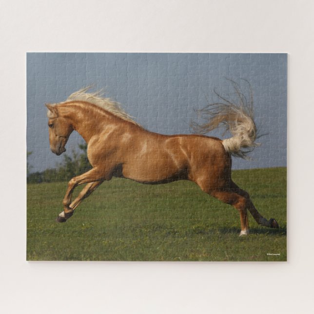 Bob Langrish | Palomino Lusitano Stallion Leaping Jigsaw Puzzle (Horizontal)