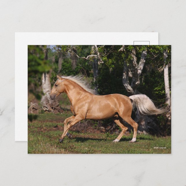 Bob Langrish | Palomino Lusitano Stallion Running Postcard (Front/Back)