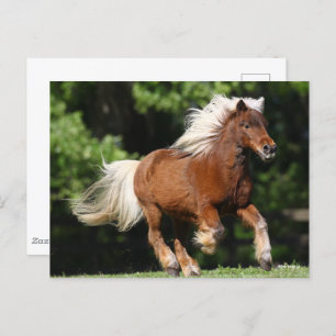 Bob Langrish   Palomino Miniature Pony Running Postcard