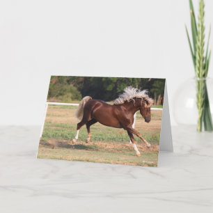 Bob Langrish   Palomino Morgan Horse Bucking Card