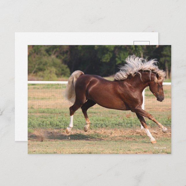 Bob Langrish | Palomino Morgan Horse Bucking Postcard (Front/Back)