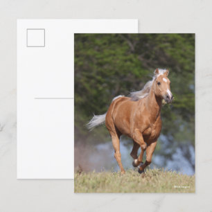 Bob Langrish   Palomino Quarter Horse Running Postcard