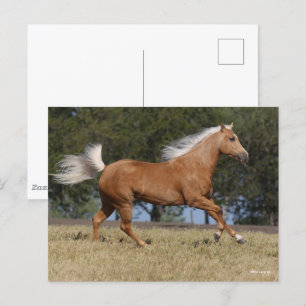 Bob Langrish   Palomino Quarter Horse Running Postcard