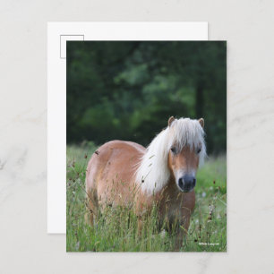 Bob Langrish   Palomino Shetland Standing In Grass Postcard