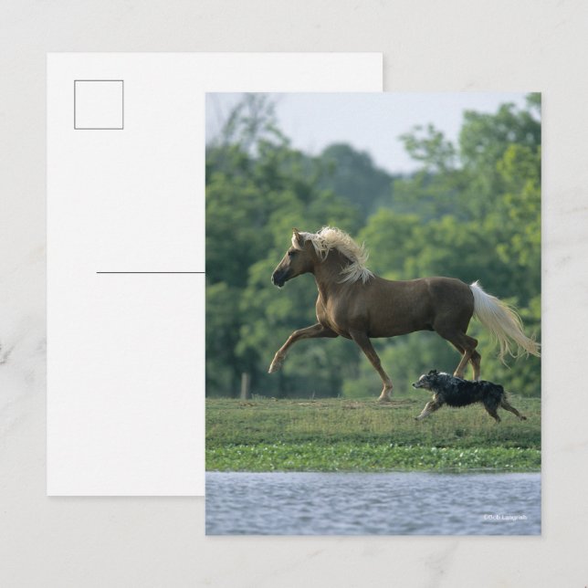 Bob Langrish | Palomino Tennessee Walker and Dog Postcard (Front/Back)