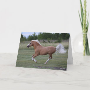 Bob Langrish   Palomino Welsh Pony Running Card