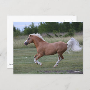 Bob Langrish Palomino Welsh Pony Running Postcard