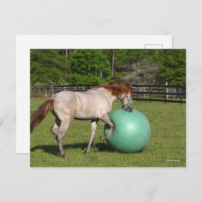 Bob Langrish | Paso Fino Horse Playing With Ball Postcard (Front/Back)