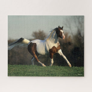Bob Langrish Pinto Arab Mane and Tail Flowing Jigsaw Puzzle