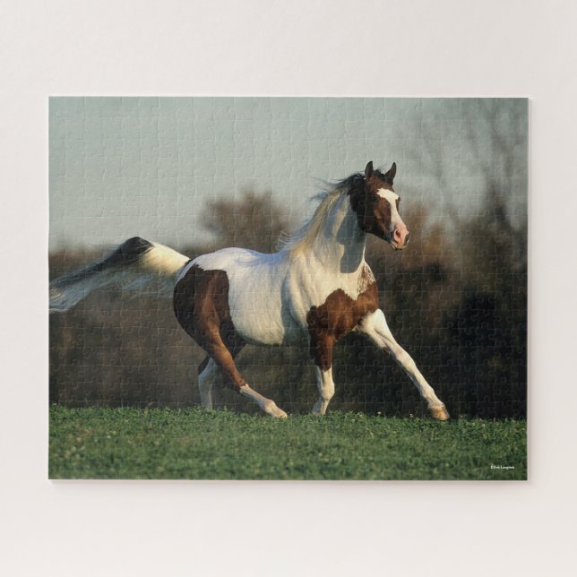 Bob Langrish | Pinto Arab Mane and Tail Flowing Jigsaw Puzzle (Horizontal)