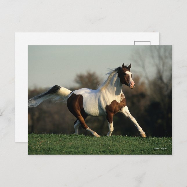 Bob Langrish | Pinto Arab Mane and Tail Flowing Postcard (Front/Back)