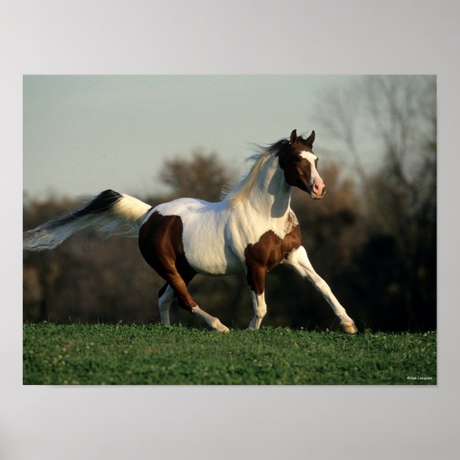 Bob Langrish | Pinto Arab Mane and Tail Flowing Poster (Front)