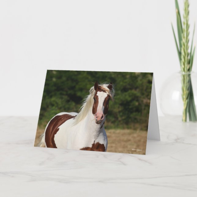 Bob Langrish | Pinto Haflinger Headshot Card (Front)