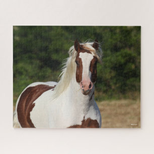 Bob Langrish Pinto Haflinger Headshot Jigsaw Puzzle