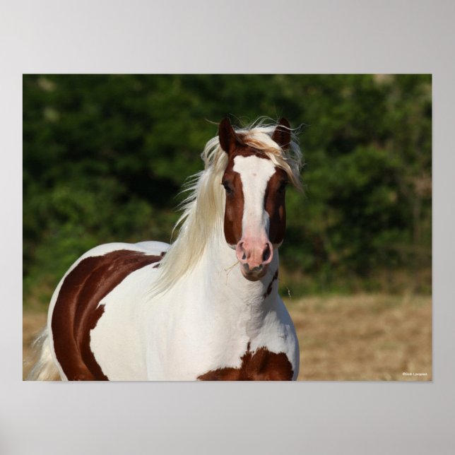 Bob Langrish | Pinto Haflinger Headshot Poster (Front)