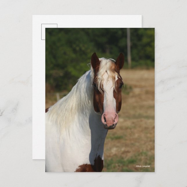 Bob Langrish | Pinto Haflinger Horse Headshot Postcard (Front/Back)