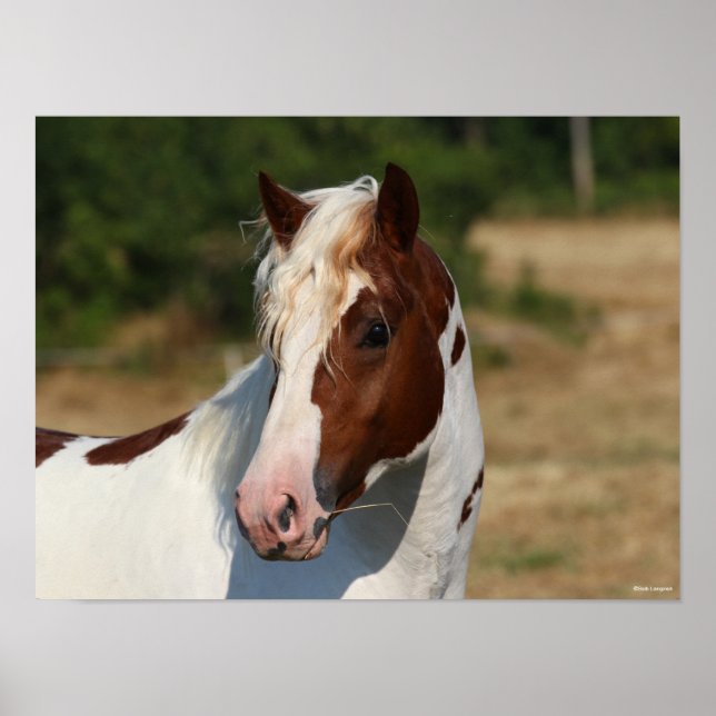Bob Langrish | Pinto Haflinger Stallion Headshot Poster (Front)