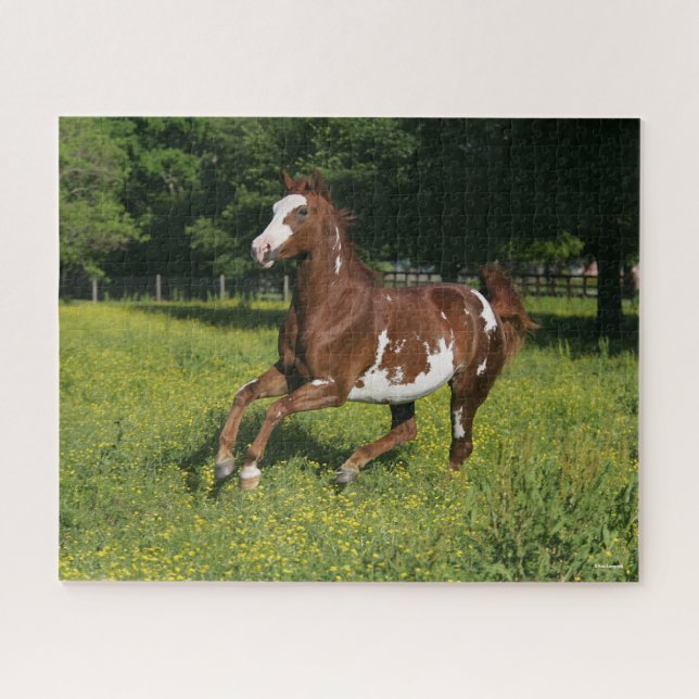Bob Langrish | Pinto Oldenburg Running in flowers Jigsaw Puzzle (Horizontal)