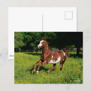 Bob Langrish   Pinto Oldenburg Running in flowers Postcard