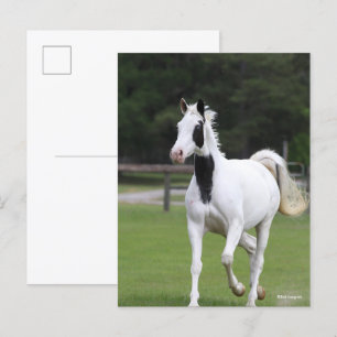Bob Langrish Pinto Warmblood Postcard