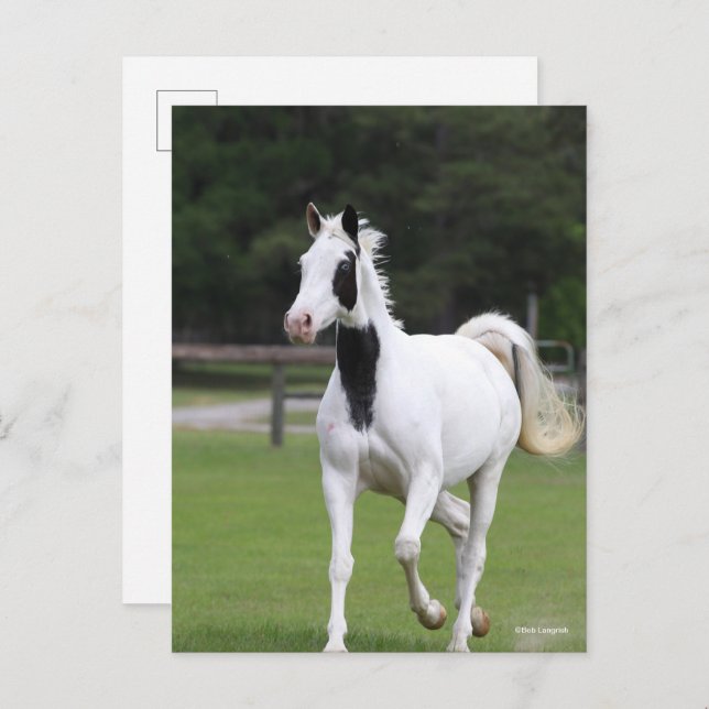 Bob Langrish | Pinto Warmblood Postcard (Front/Back)