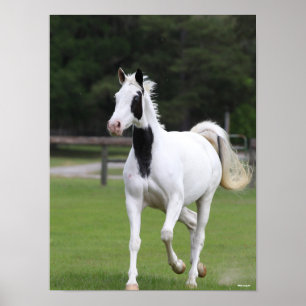 Bob Langrish Pinto Warmblood Poster