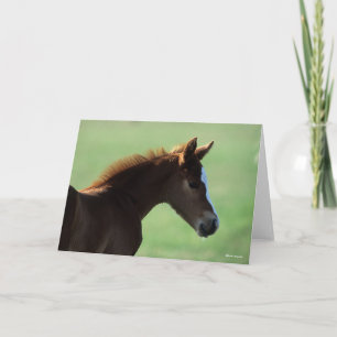 Bob Langrish   Quarter Horse Foal Backlit Card
