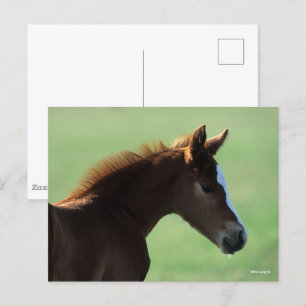 Bob Langrish Quarter Horse Foal Backlit Postcard