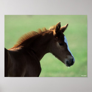 Bob Langrish   Quarter Horse Foal Backlit Poster