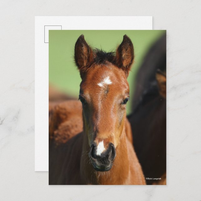 Bob Langrish | Quarter Horse Foal Headshot Postcard (Front/Back)