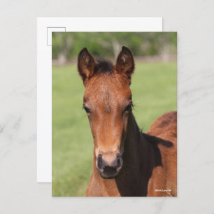 Bob Langrish Quarter Horse Foal Headshot Postcard