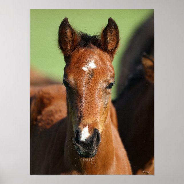 Bob Langrish | Quarter Horse Foal Headshot Poster (Front)
