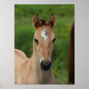 Bob Langrish   Quarter Horse Foal Headshot Poster