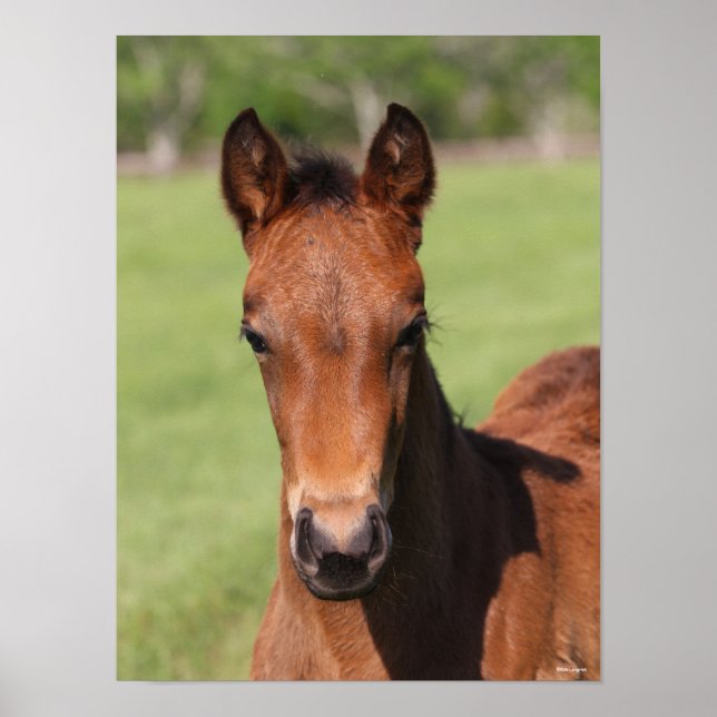 Bob Langrish | Quarter Horse Foal Headshot Poster (Front)