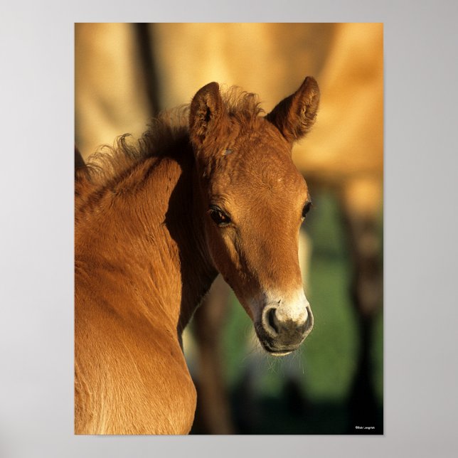 Bob Langrish | Quarter Horse Foal headshot Poster (Front)