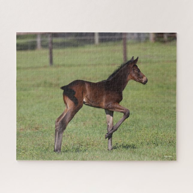 Bob Langrish | Quarter Horse Foal Standing Leg Up Jigsaw Puzzle (Horizontal)