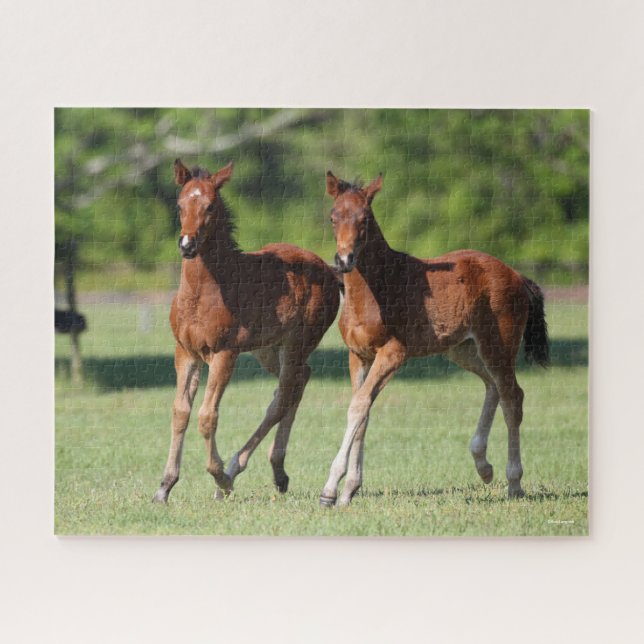 Bob Langrish | Quarter horse Foals Together Jigsaw Puzzle (Horizontal)