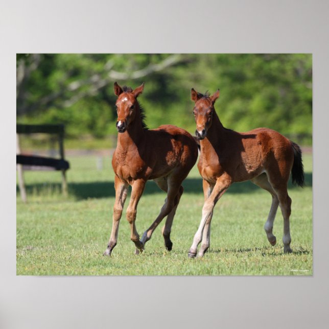 Bob Langrish | Quarter horse Foals Together Poster (Front)