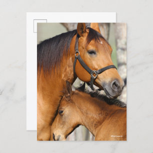 Bob Langrish Quarter Horse Mare and Foal Headshot Postcard
