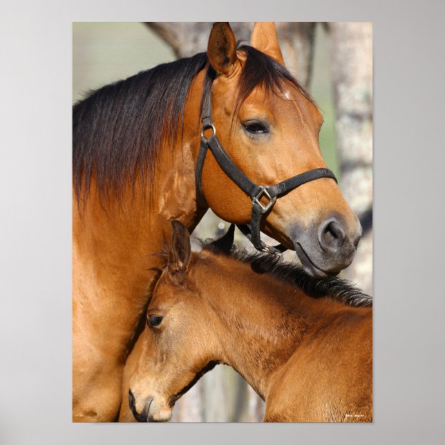 Bob Langrish Quarter Horse Mare and Foal Headshot Poster (Front)