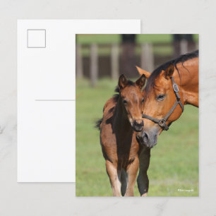 Bob Langrish   Quarter Horse Mare and Foal Postcard