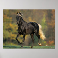 Bob Langrish | Rocky Mountain Horse Autumn