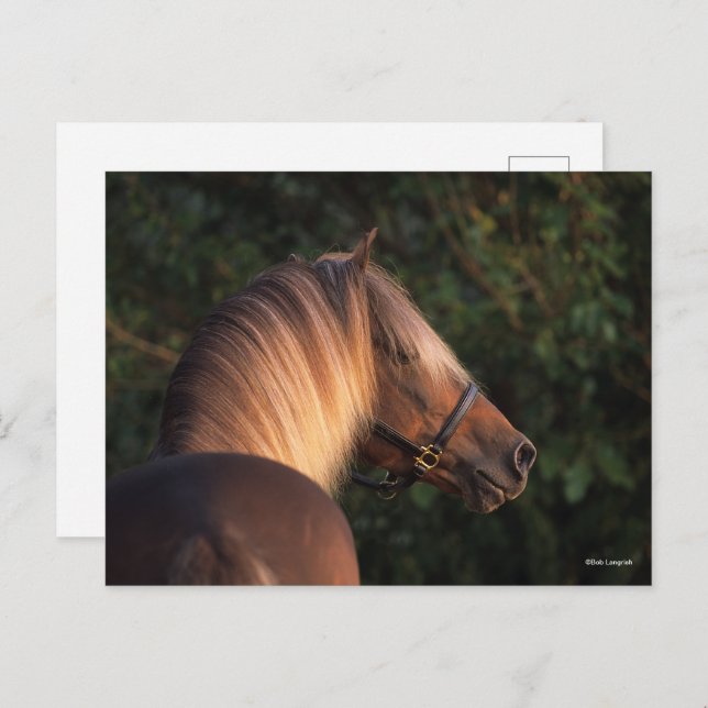 Bob Langrish | Rocky Mountain Horse headshot Postcard (Front/Back)