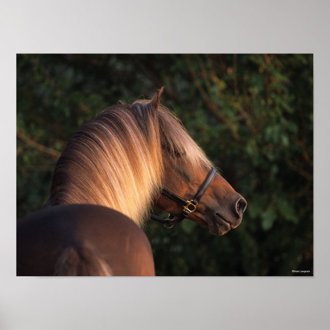 Bob Langrish | Rocky Mountain Horse headshot Poster (Front)