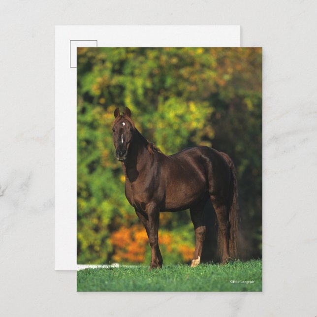 Bob Langrish Rocky Mountain Horse Standing Autumn Postcard (Front/Back)