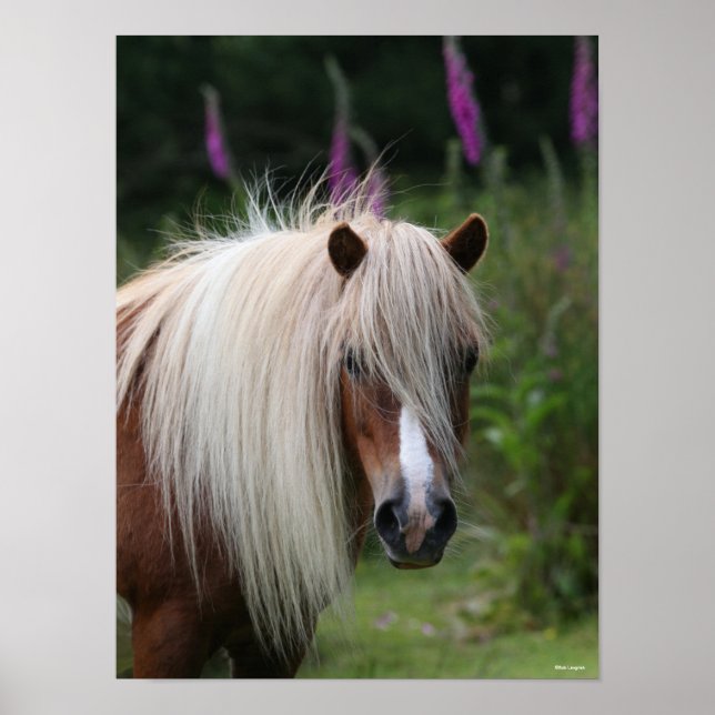 Bob Langrish | Shetland Pony headshot With Flowers Poster (Front)